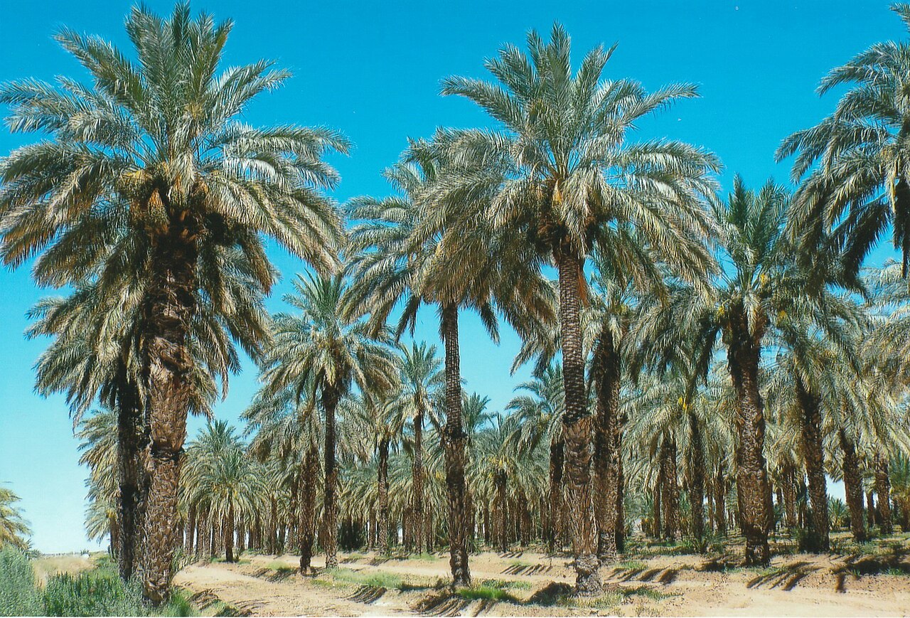 Rows of Medjool date palms under a blue sky
